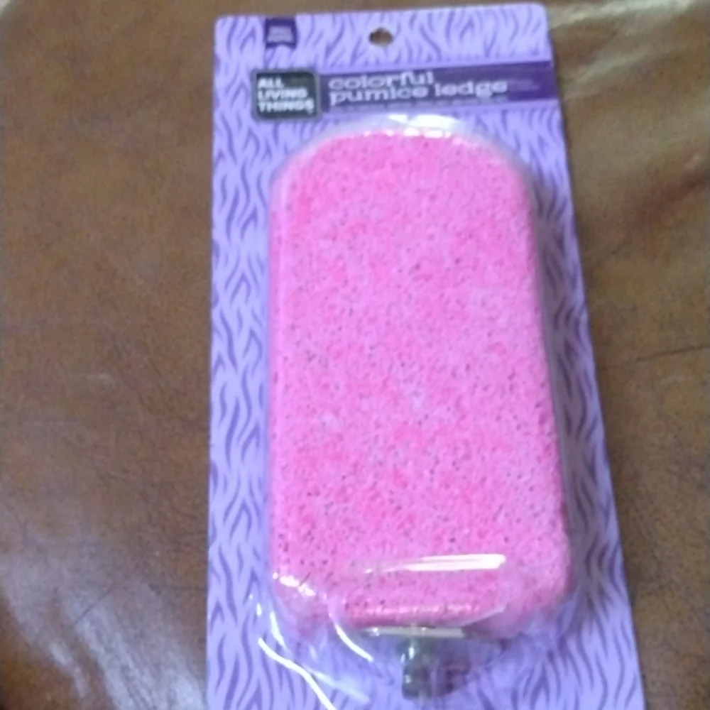 All living things small Animal colorful pumice ledge